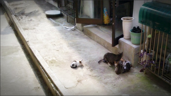 Cats_02.jpg